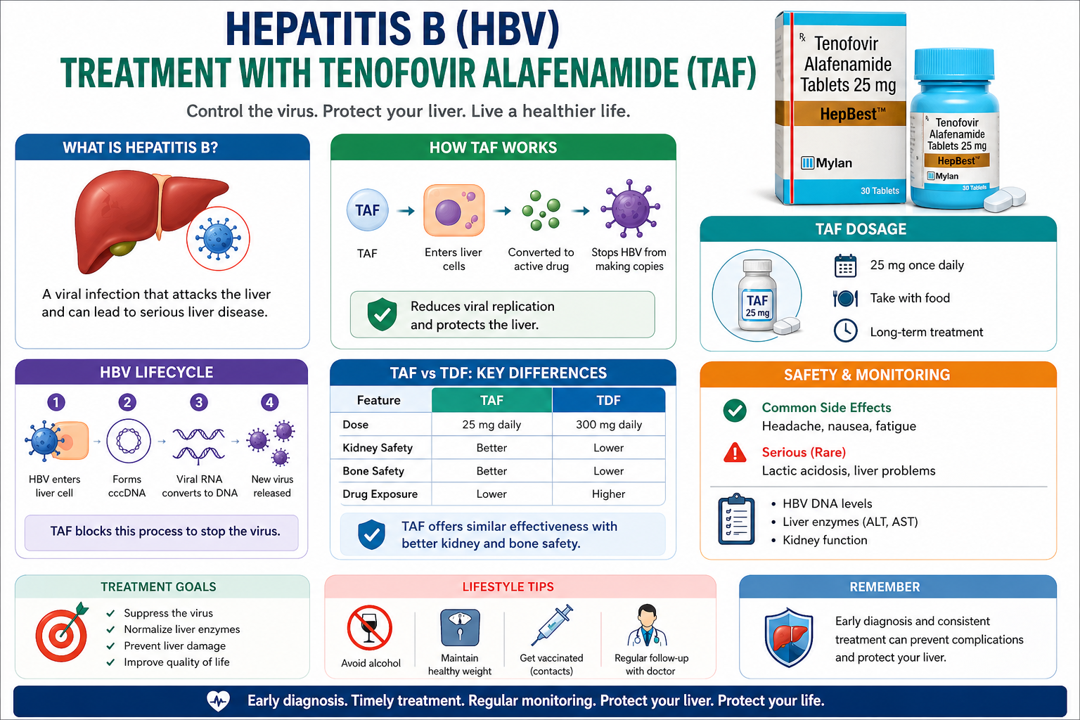  Hepatitis B showing liver infection, HBV lifecycle, and treatment with Tenofovir alafenamide (TAF), including mechanism of action, dosage (25 mg daily), safety monitoring, and key benefits.