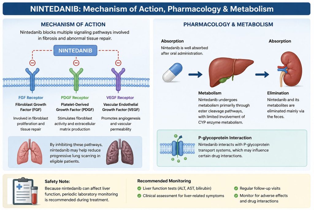 Nintedanib mechanism of action, pharmacology, and metabolism infographic showing FGF, PDGF, and VEGF pathway inhibition in pulmonary fibrosis treatment